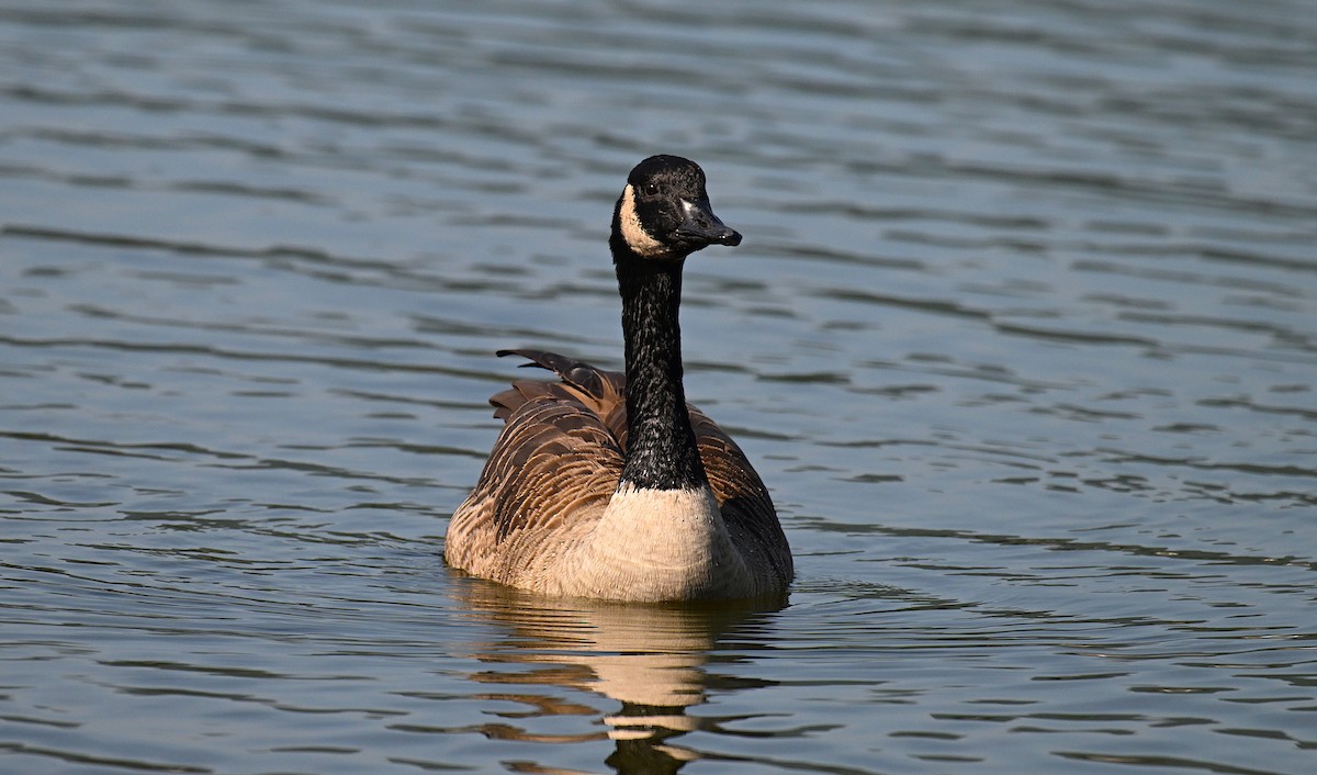 Barnacla Canadiense Grande (grupo canadensis) - ML642062486