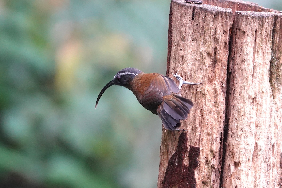 Slender-billed Scimitar-Babbler - ML642062489