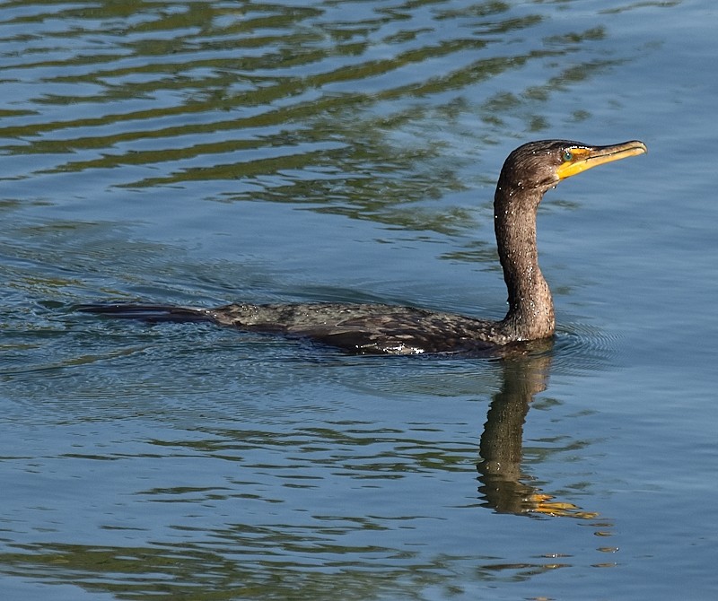 Double-crested Cormorant - ML642062496