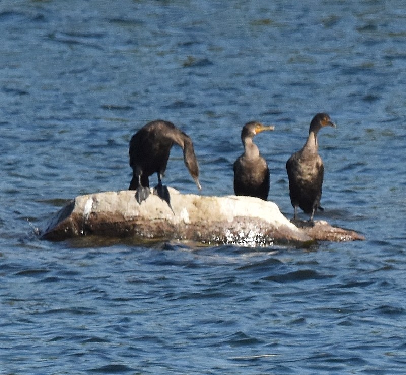 Double-crested Cormorant - ML642062499