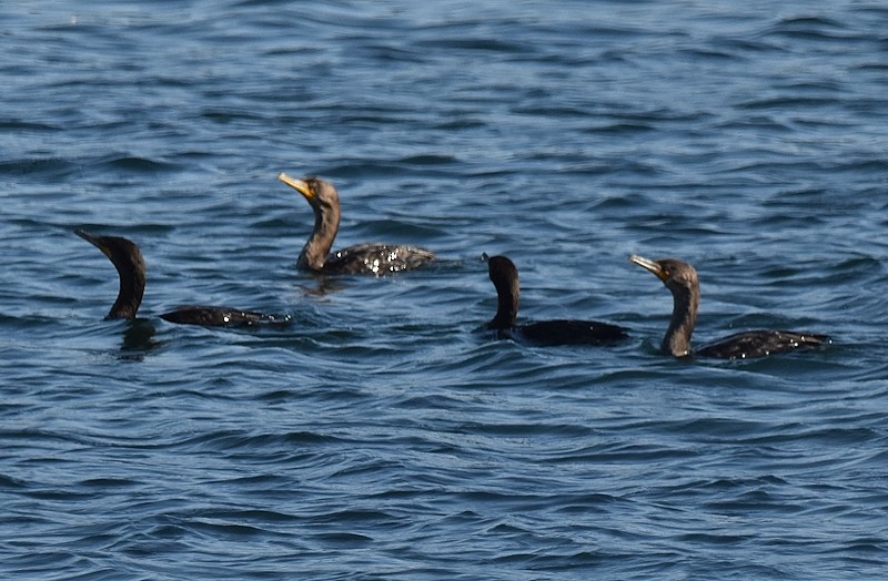 Double-crested Cormorant - ML642062500