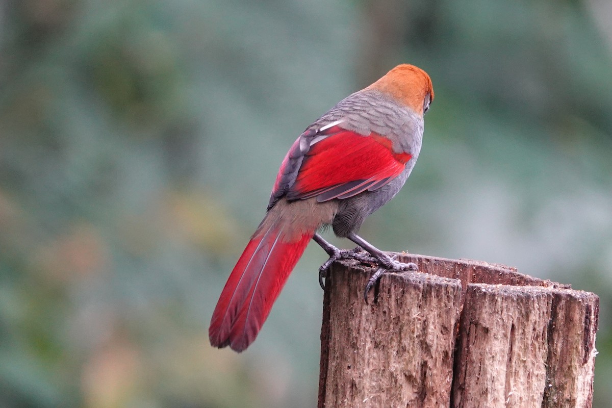 Red-tailed Laughingthrush - ML642062506