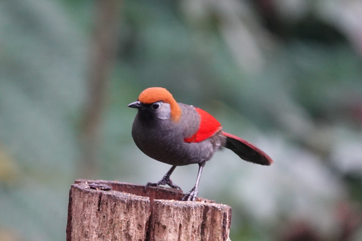 Red-tailed Laughingthrush - ML642062507