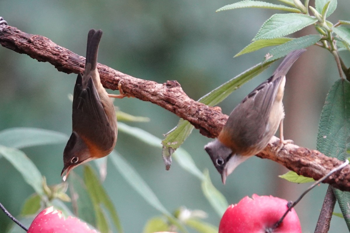 Yuhina à cou roux - ML642062514