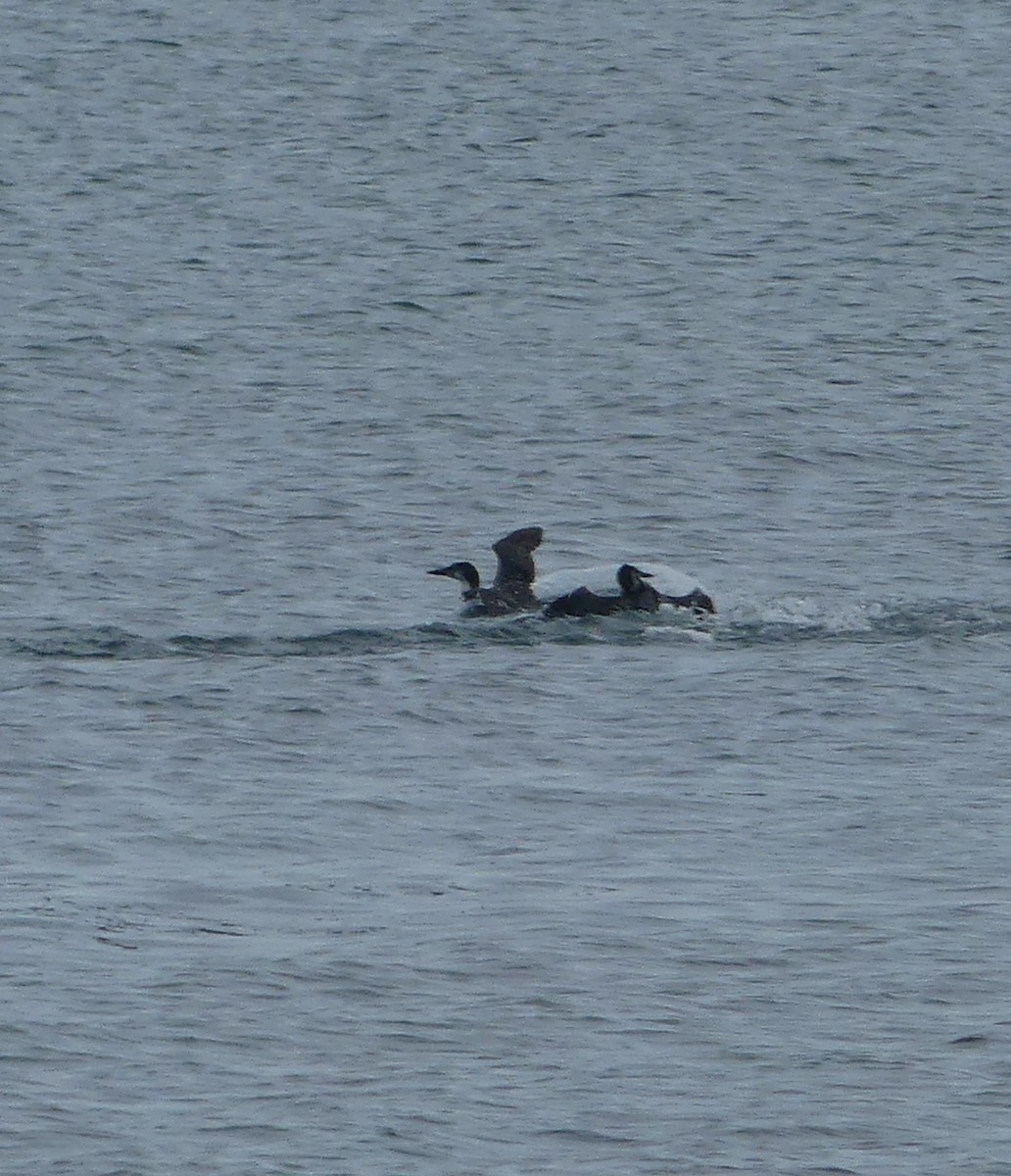 Plongeon huard - ML642062515