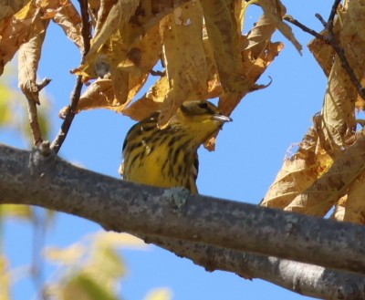 Cape May Warbler - ML642062517