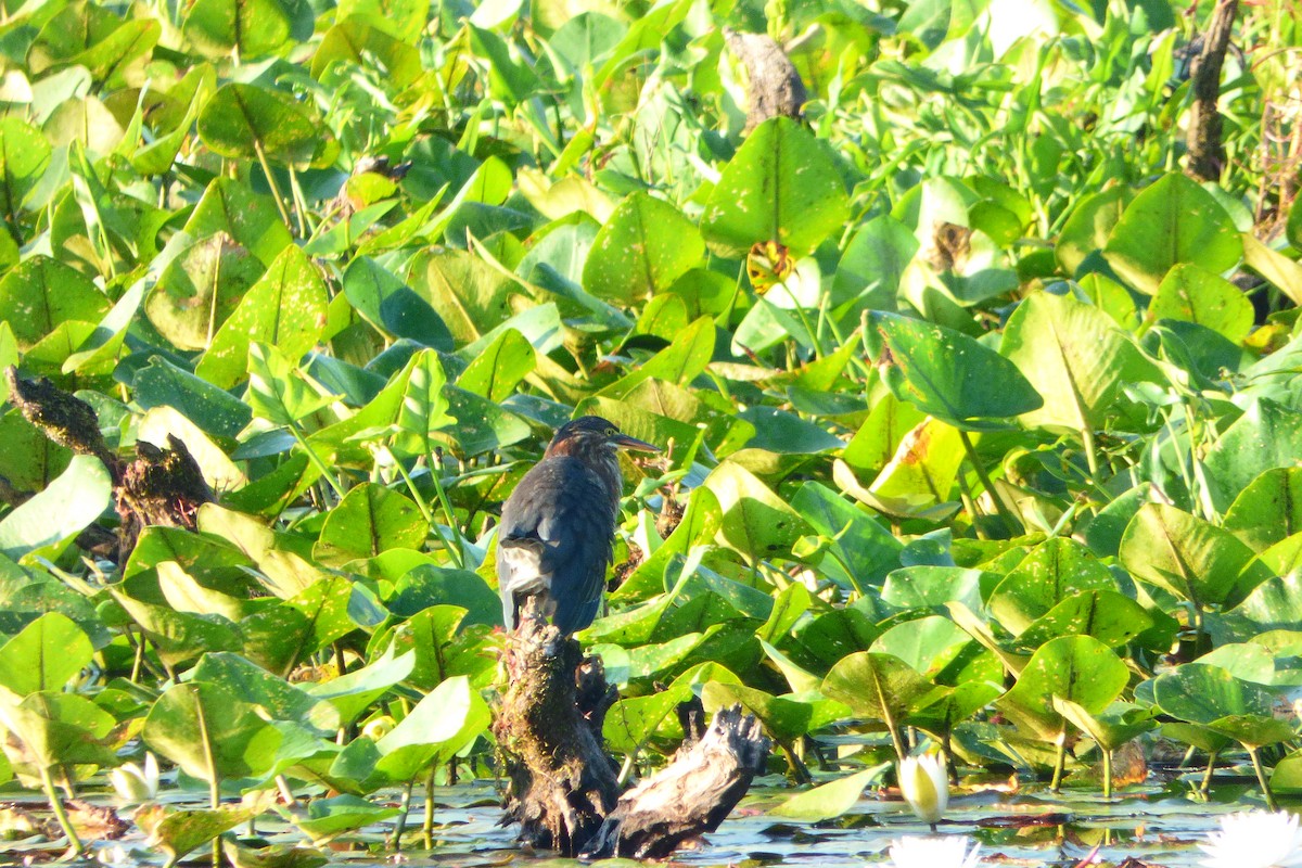 Airone verde - ML642062523