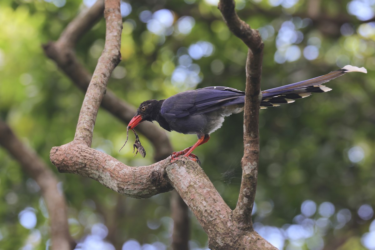 Taiwan Blue-Magpie - ML642062525
