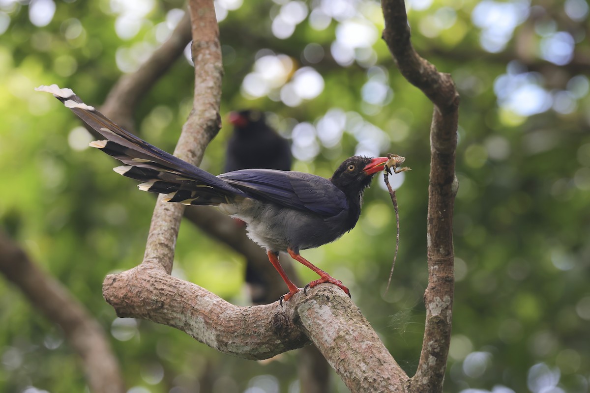 Taiwan Blue-Magpie - ML642062533