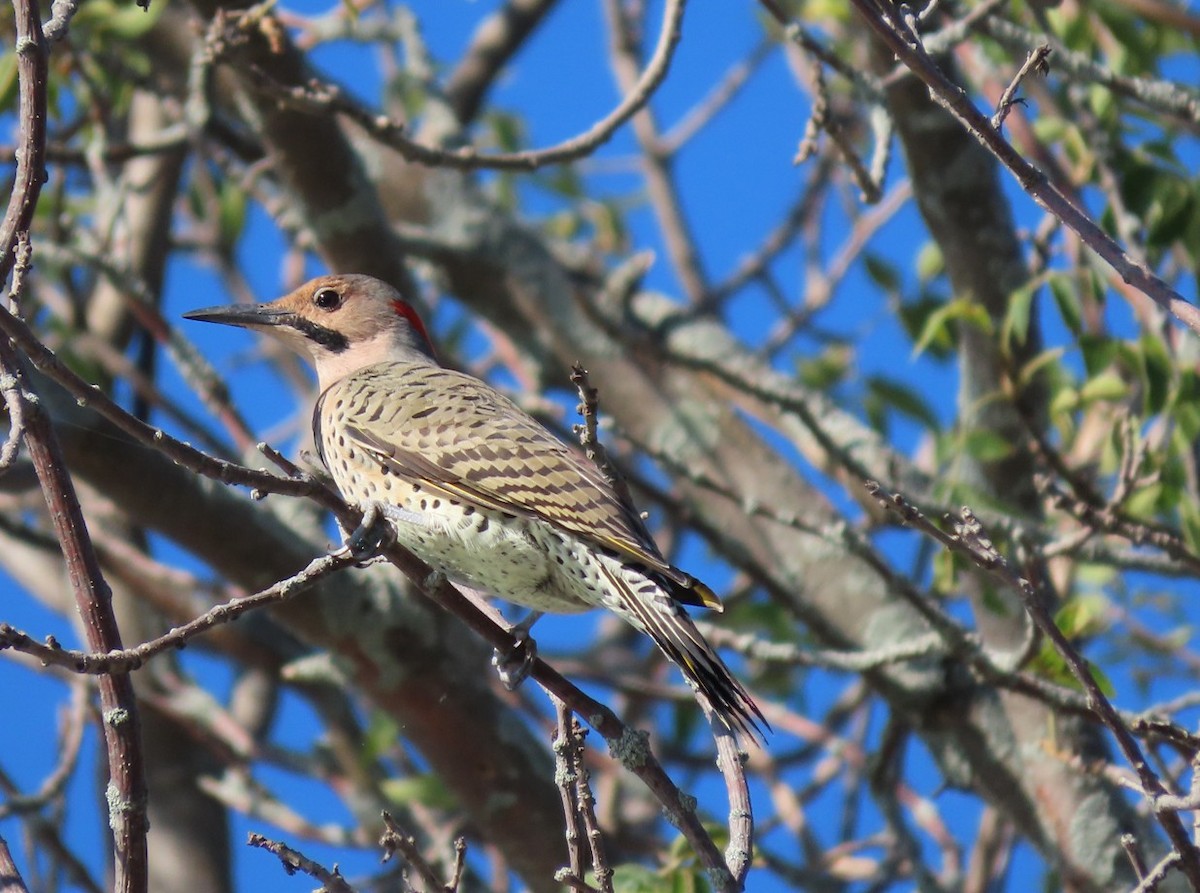 Northern Flicker - ML642062543