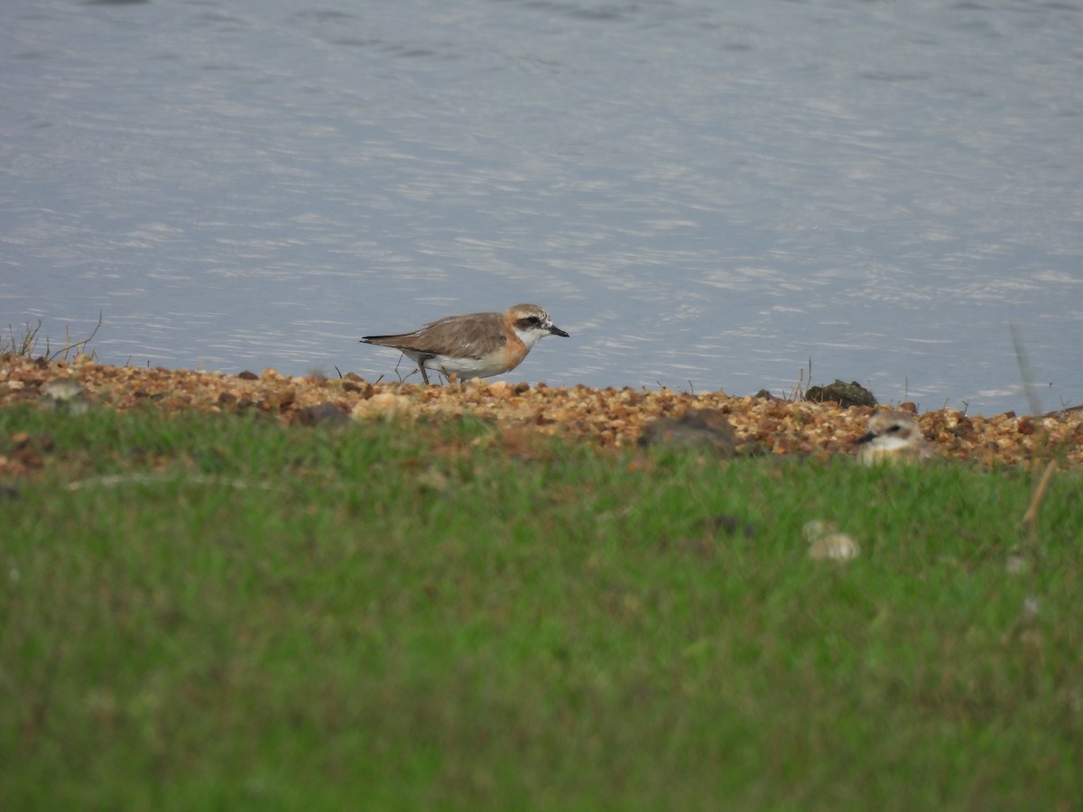 Tibetan Sand-Plover - ML642062553
