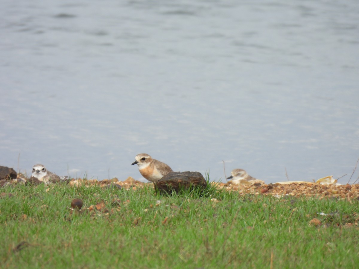 Tibetan Sand-Plover - ML642062554