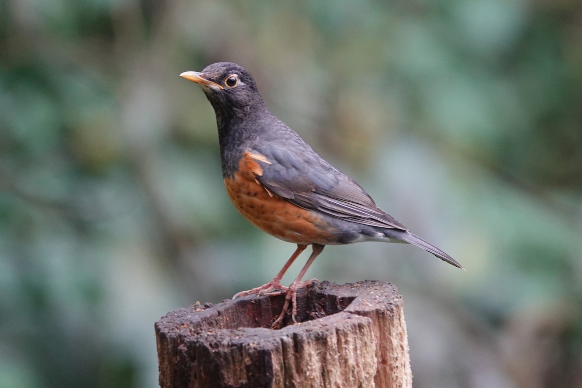 Black-breasted Thrush - ML642062563