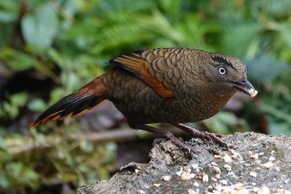 Blue-winged Laughingthrush - ML642062575