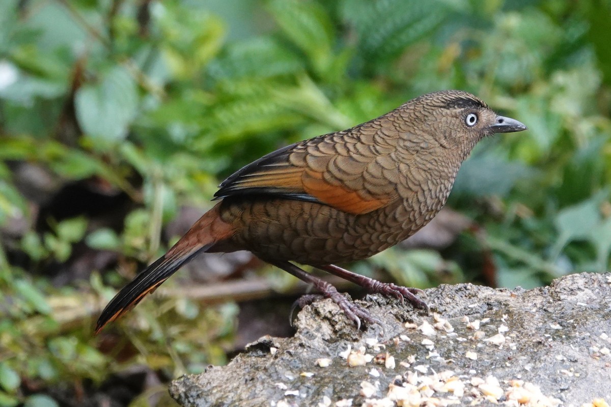 Blue-winged Laughingthrush - ML642062576