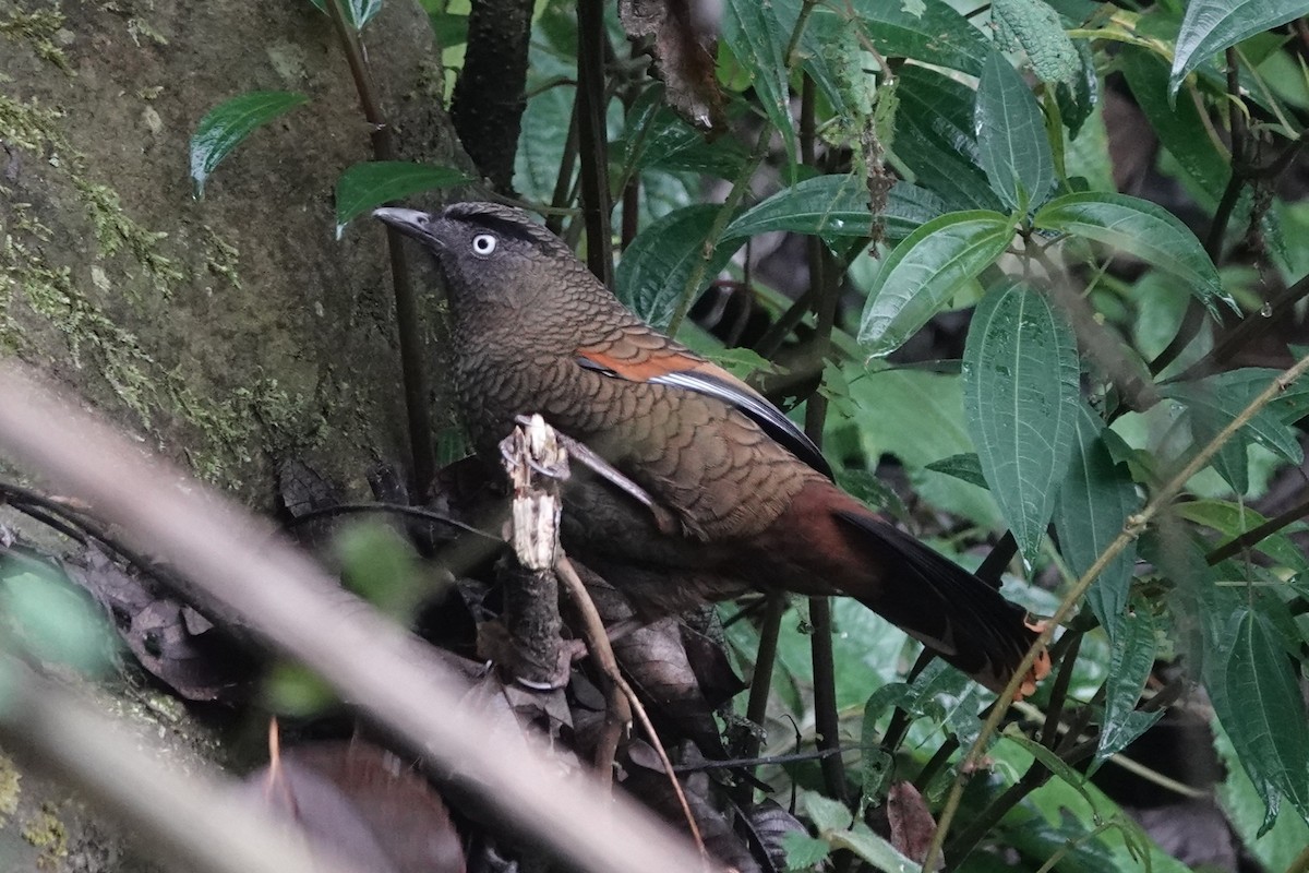 Blue-winged Laughingthrush - ML642062580