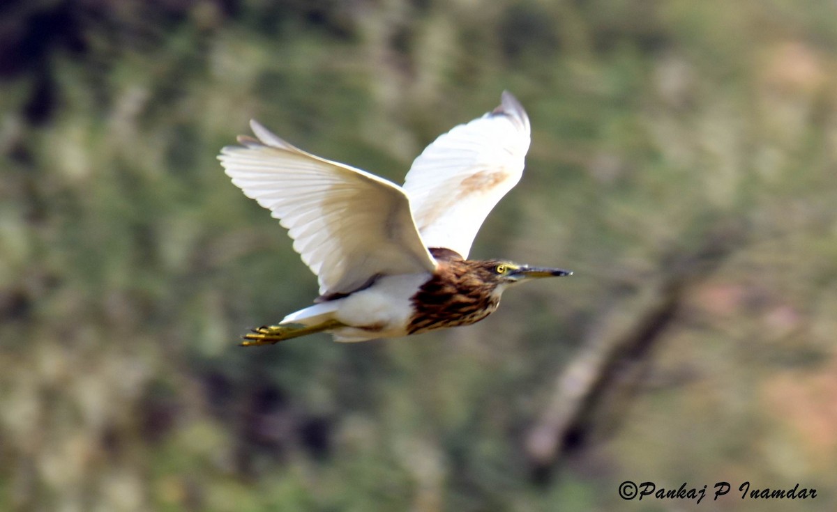 Indian Pond-Heron - ML642062582