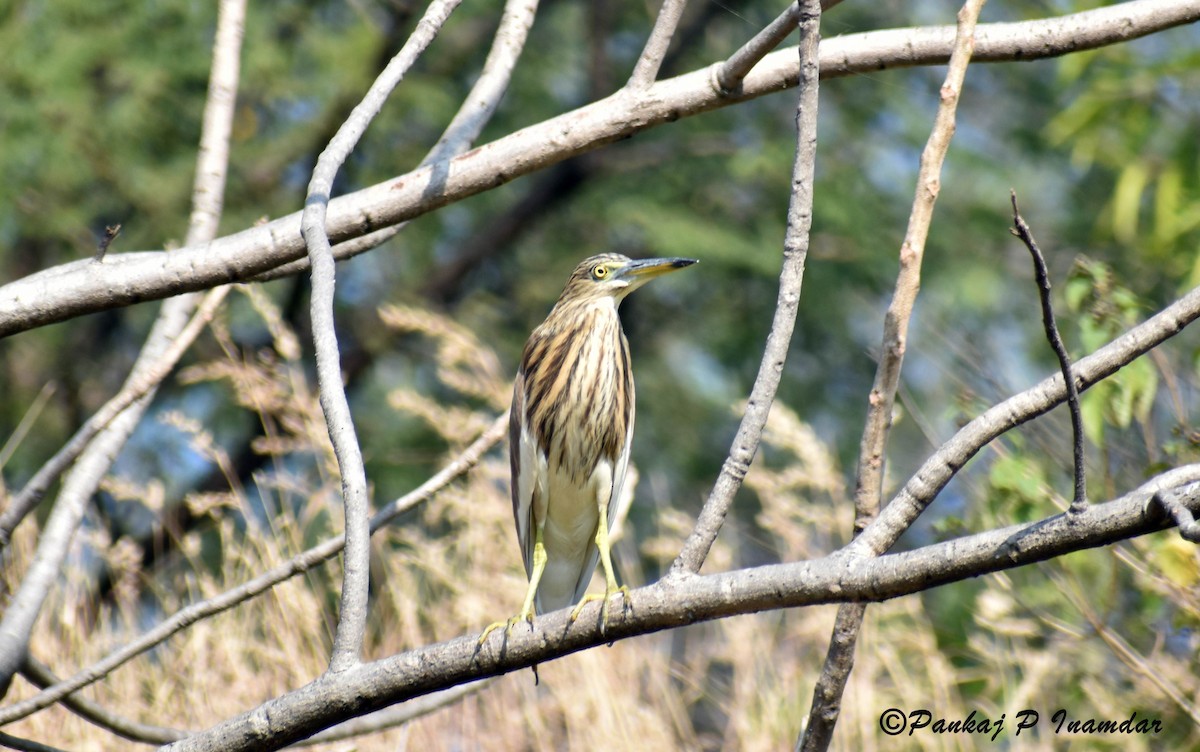 Indian Pond-Heron - ML642062583