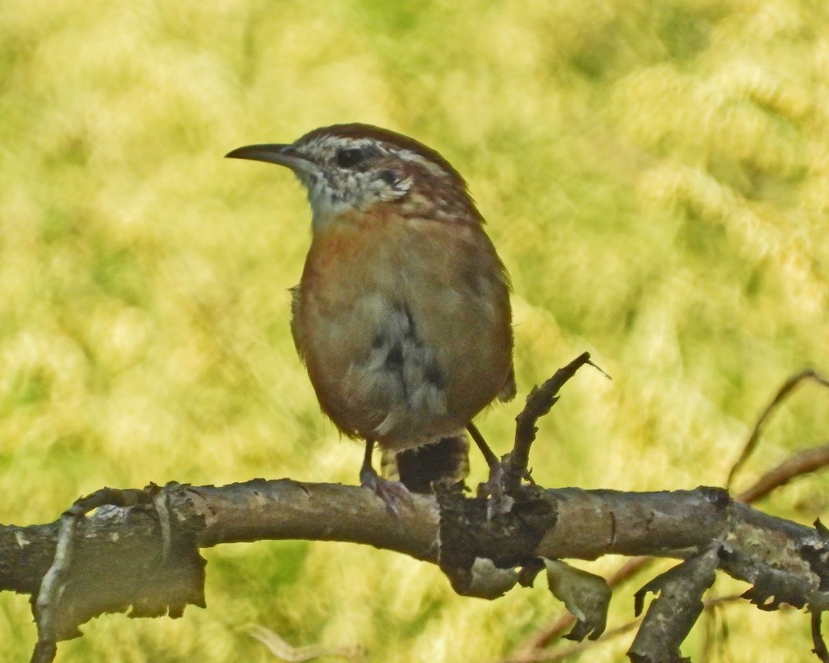 Carolina Wren - ML642062584