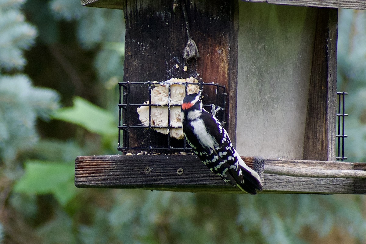 Downy Woodpecker - ML642062587