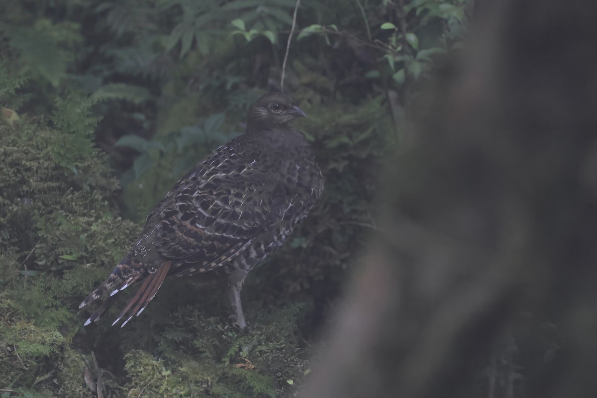 Mikado Pheasant - ML642062596