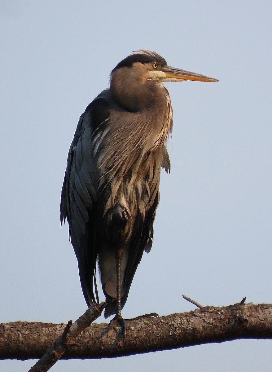 Great Blue Heron - ML642062605
