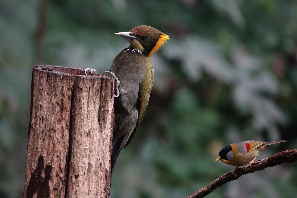 Greater Yellownape - ML642062617