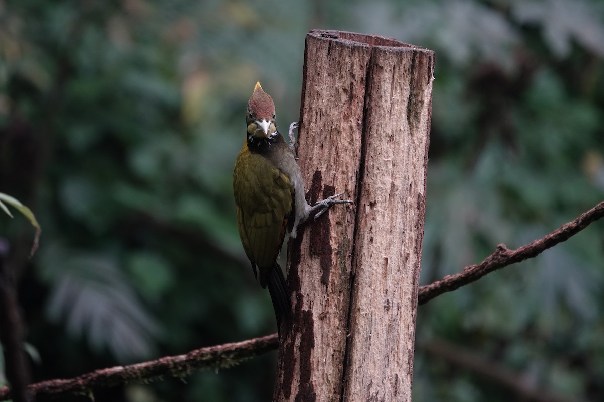 Greater Yellownape - ML642062620