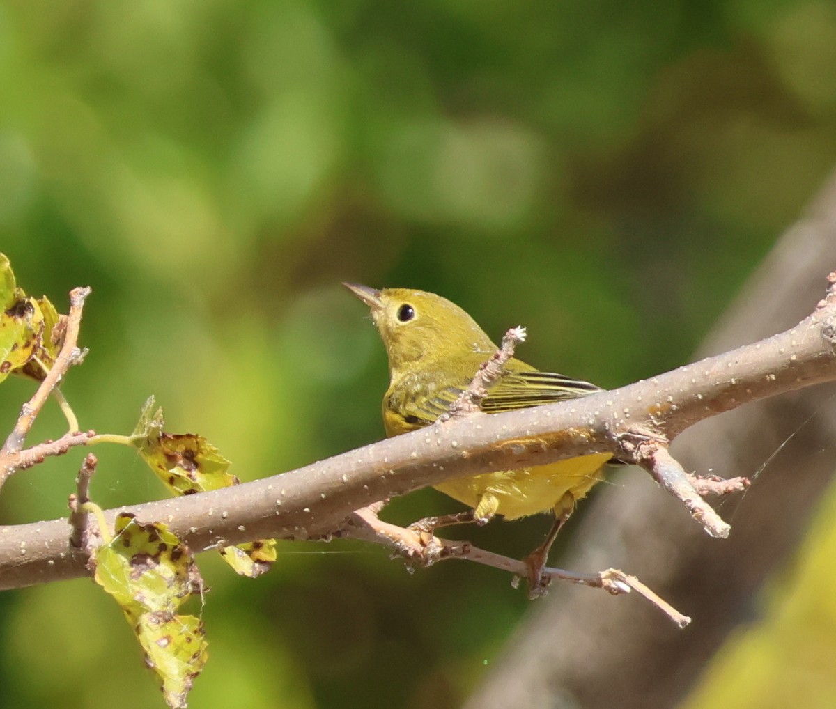 Yellow Warbler - ML642062624