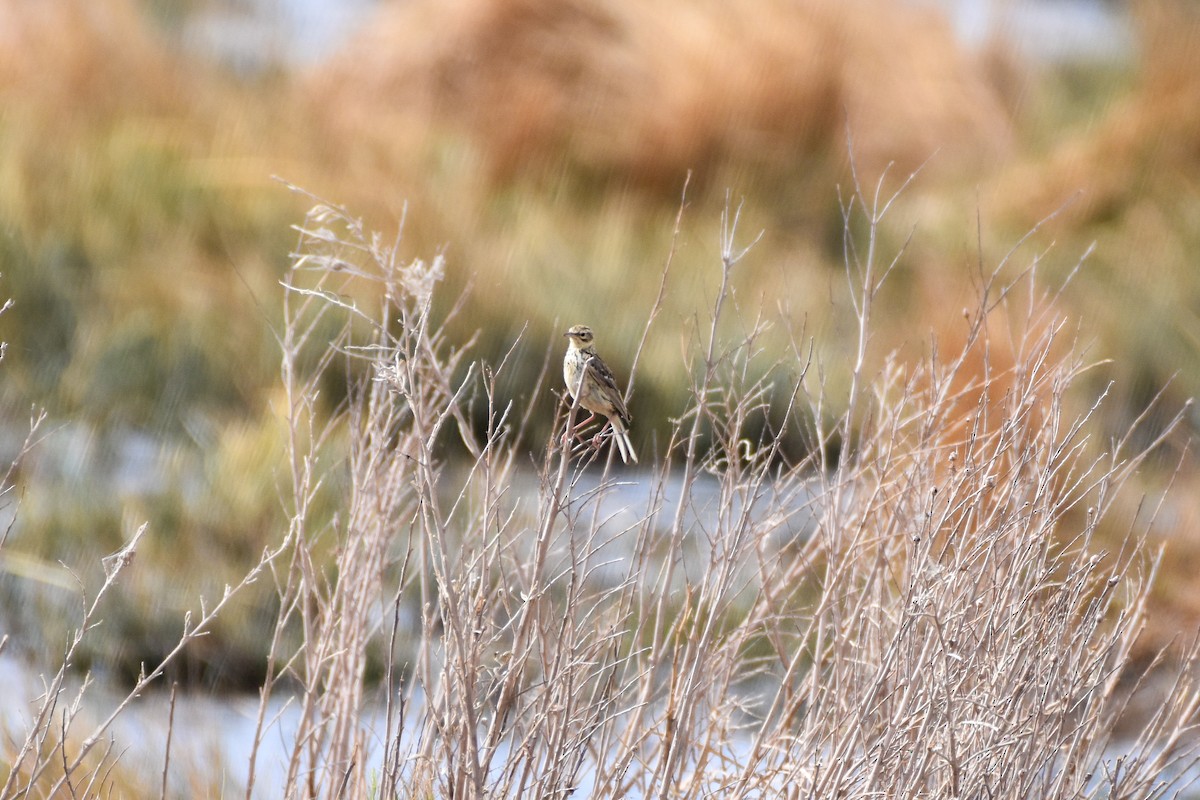 Correndera Pipit - ML642062640