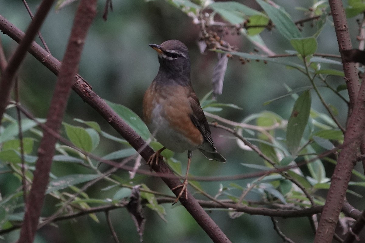 Eyebrowed Thrush - ML642062645