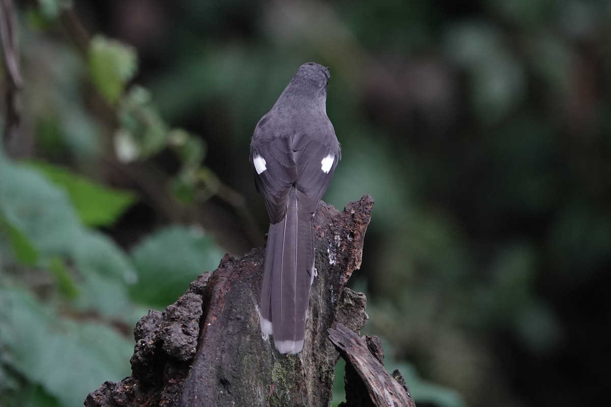 Long-tailed Sibia - ML642062651