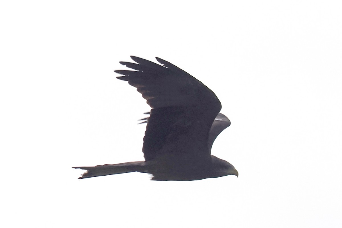 トビ（aegyptius／parasitus） - ML642062653