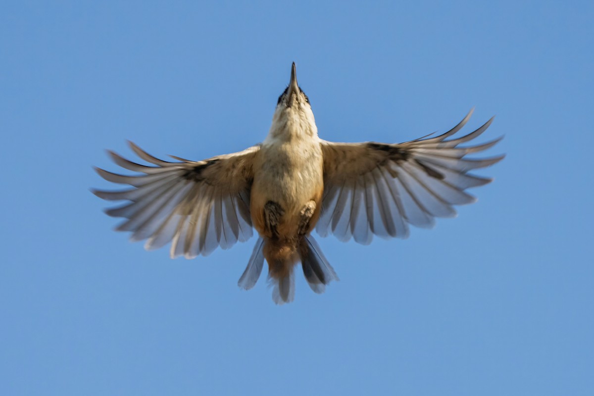 Eastern Rock Nuthatch - ML642062671