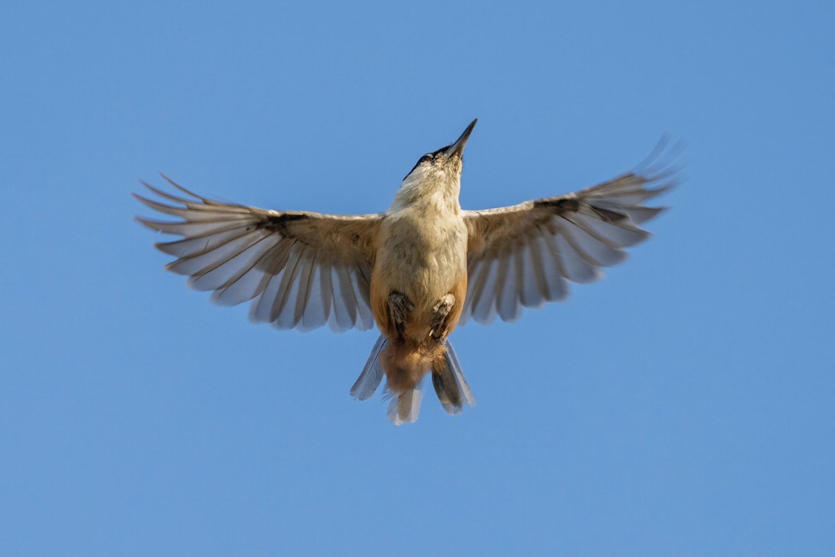Eastern Rock Nuthatch - ML642062672