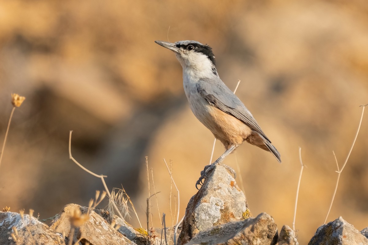 Eastern Rock Nuthatch - ML642062674