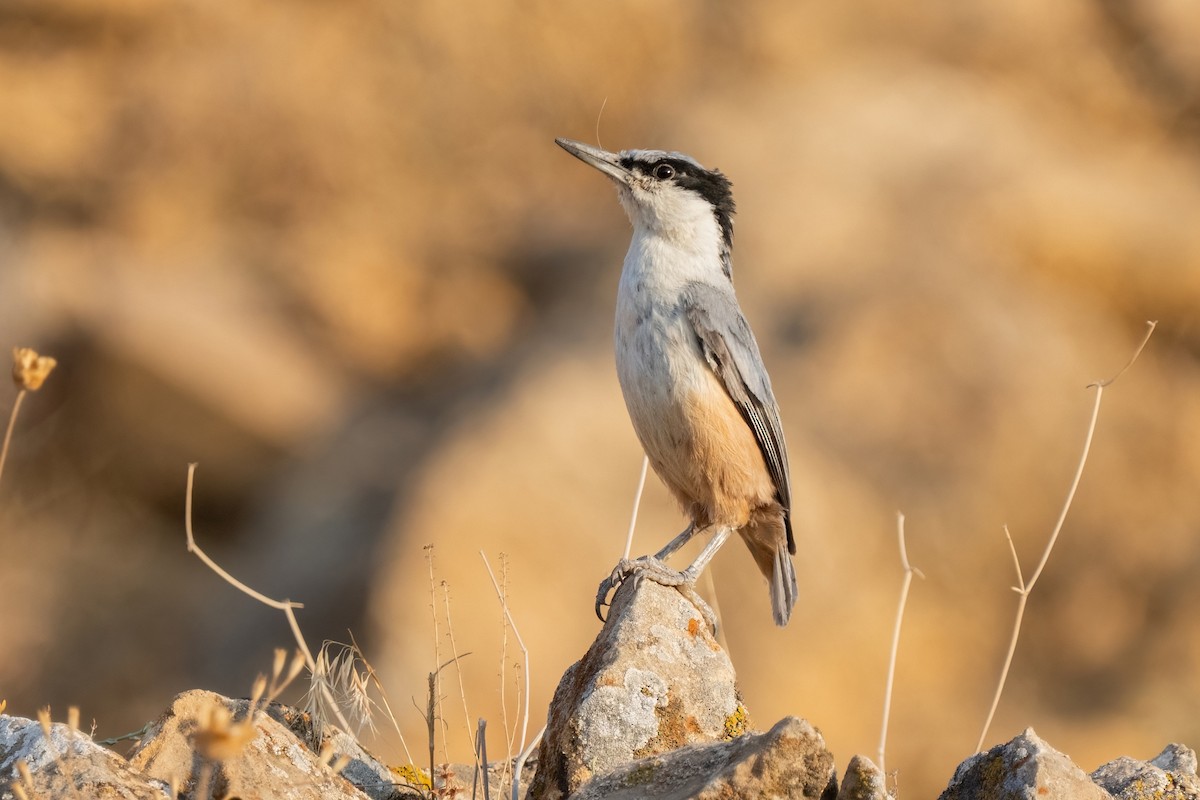 Eastern Rock Nuthatch - ML642062675