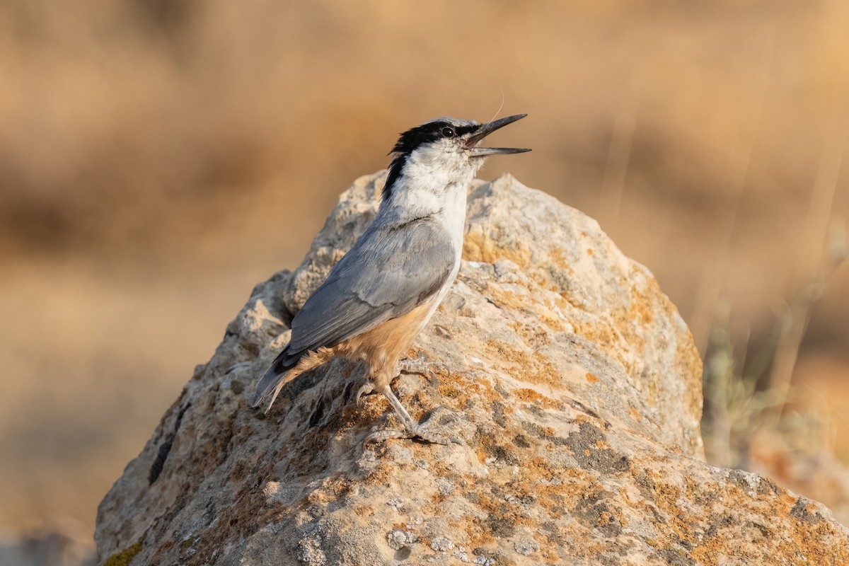 Eastern Rock Nuthatch - ML642062677