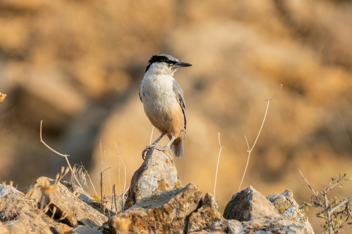Eastern Rock Nuthatch - ML642062678