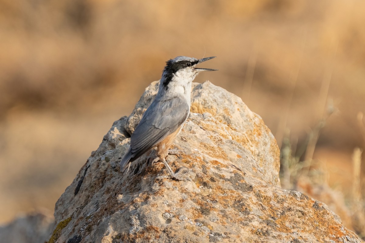 Eastern Rock Nuthatch - ML642062679