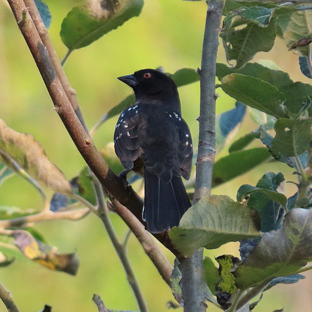 Spotted Towhee - ML642062682