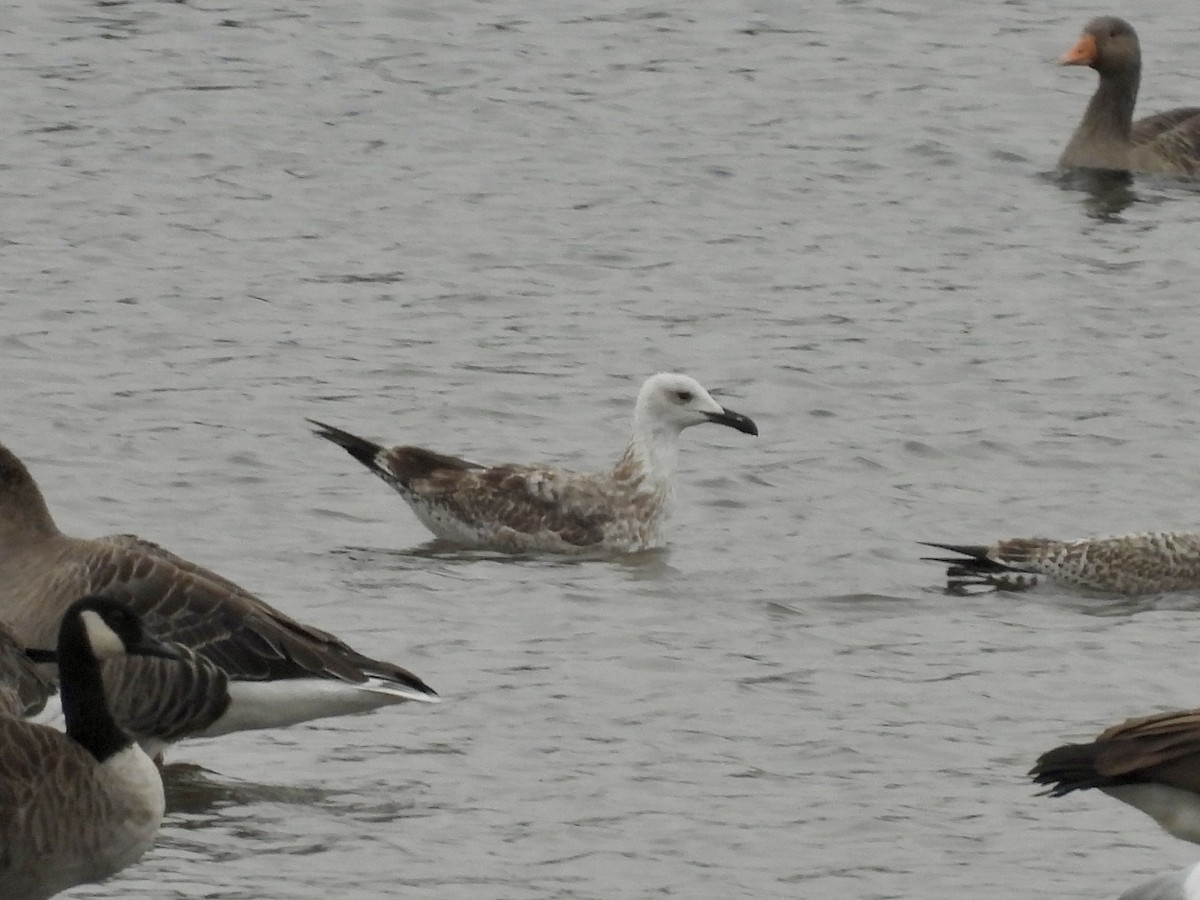 Caspian Gull - ML642062683