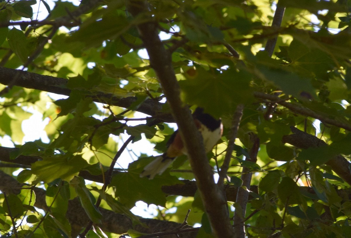 Eastern Towhee - ML642062686