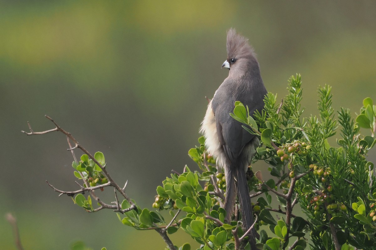 White-backed Mousebird - ML642062687