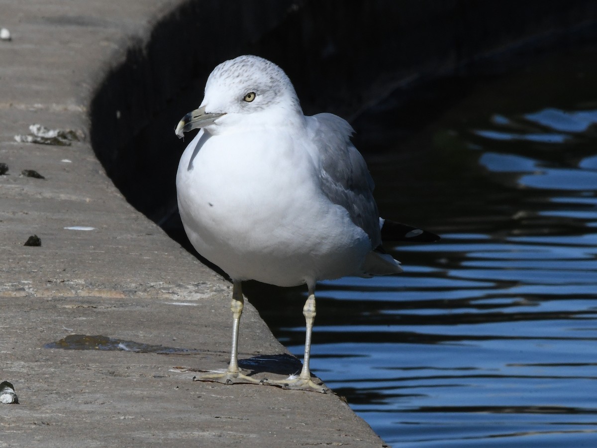 Ring-billed Gull - ML642062688