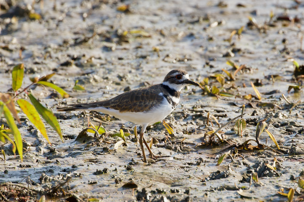 Killdeer - ML642062689