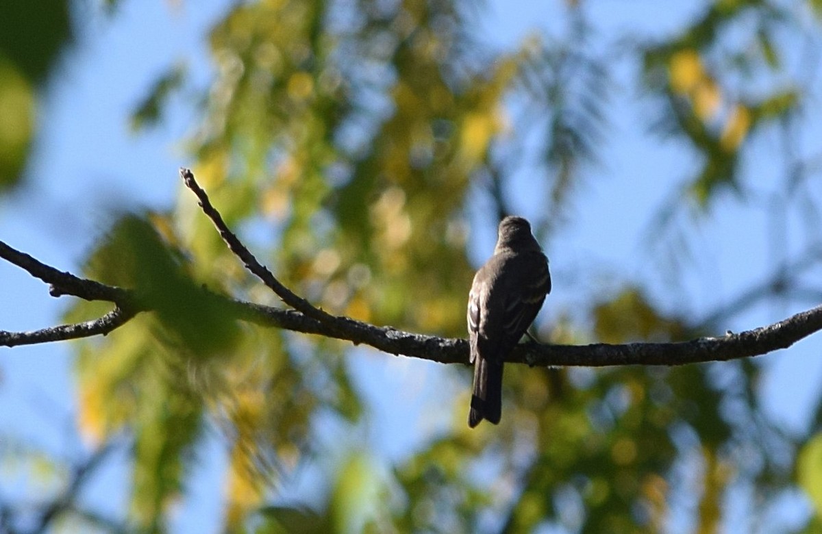 Eastern Wood-Pewee - ML642062691