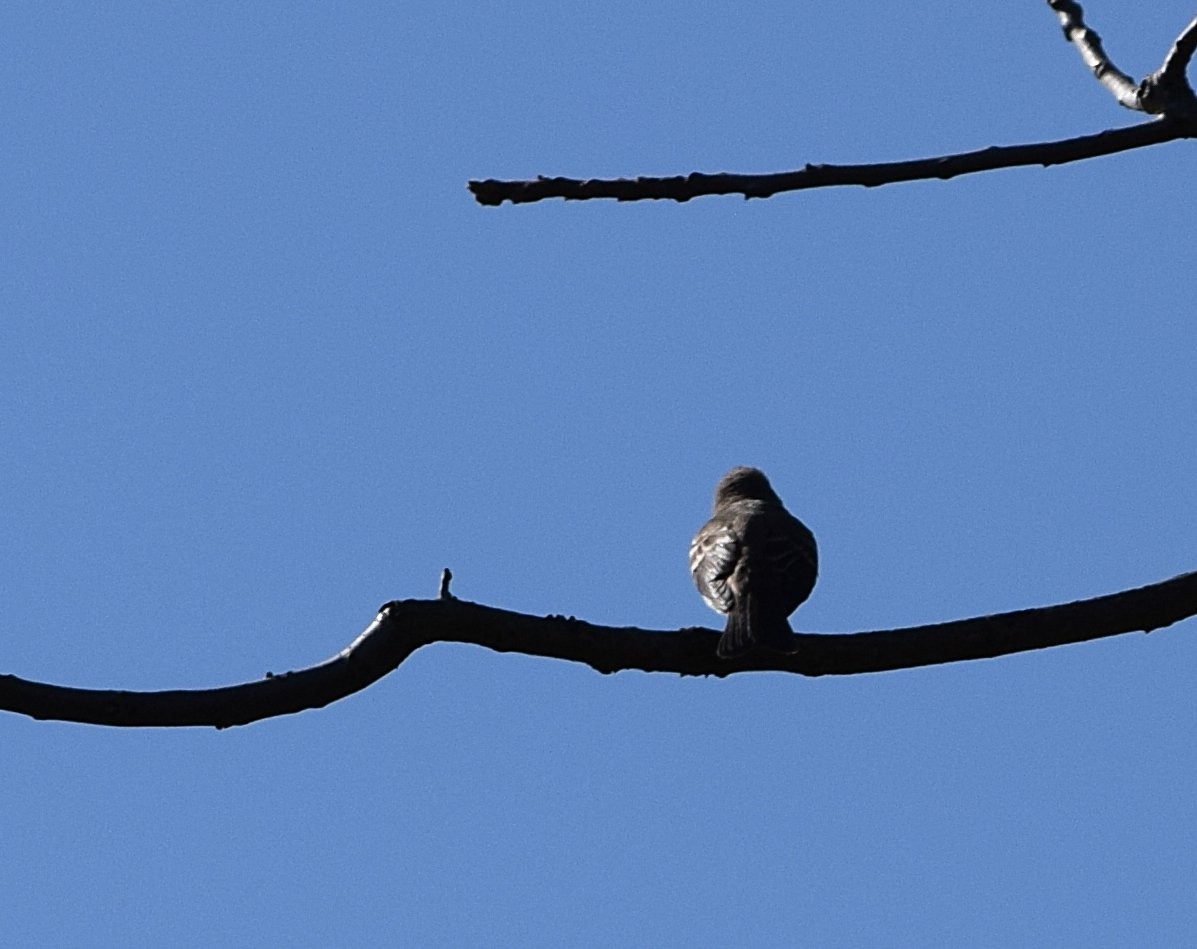Eastern Wood-Pewee - ML642062692