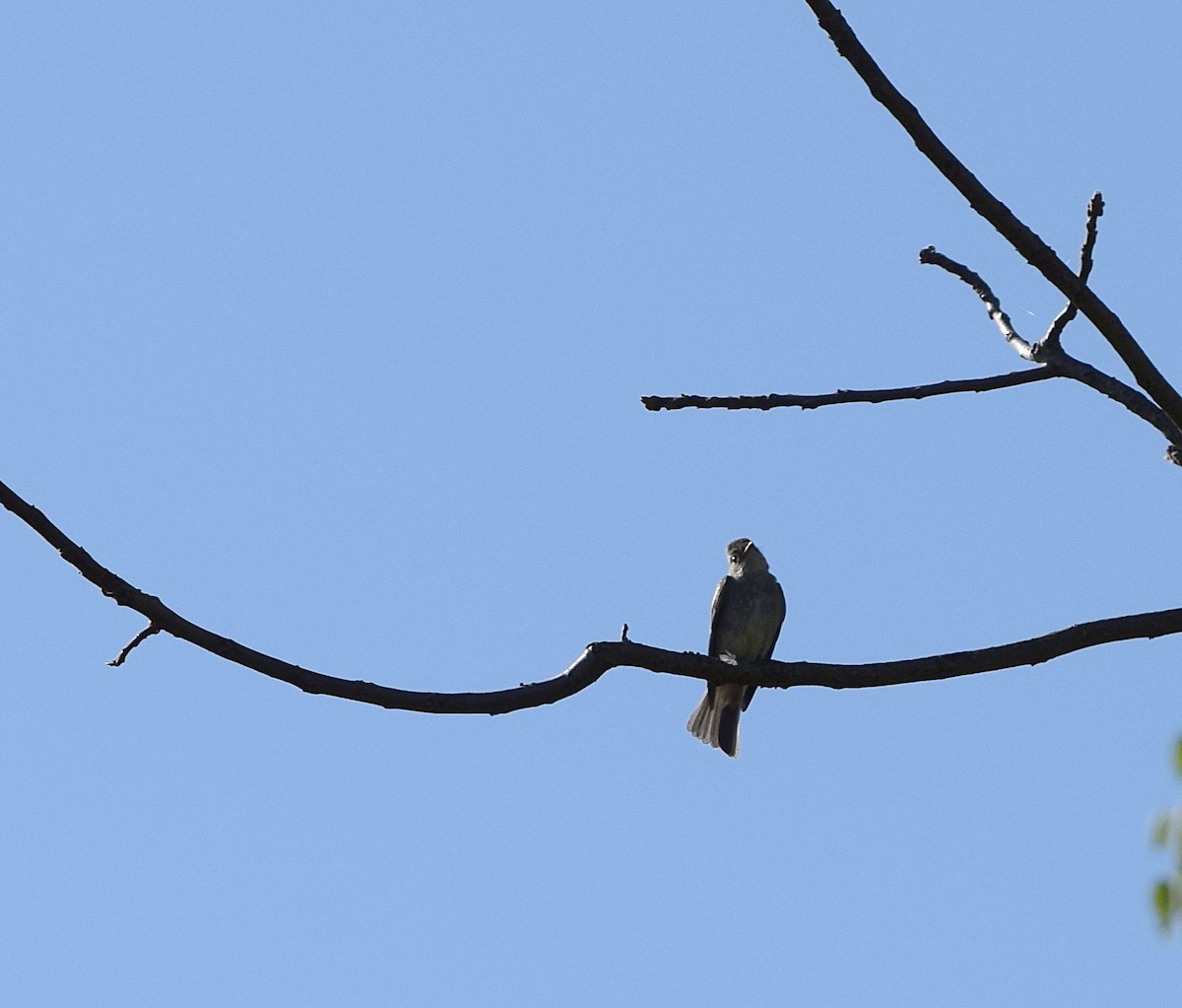 Eastern Wood-Pewee - ML642062693