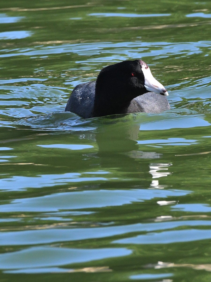 American Coot - ML642062694